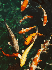 부정교합-거부반응-살인미수