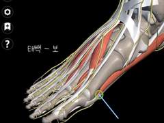 [침구과] 해부학 그림으로 보는 사암침 -1