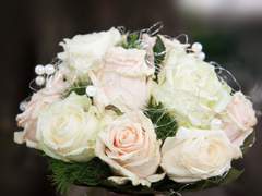 [숲뱃 전력 60분] 공작초의 꽃말은 화해