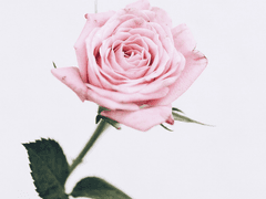 [GL] 나의 실연 보고서 (5)