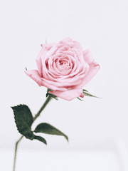 나의 실연 보고서