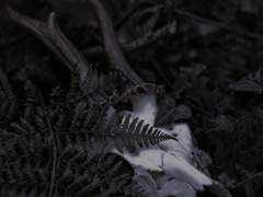 [ 비공개란 / 사쿠라자키 레이코 ]