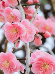 화산귀환 - 백천청명 | 時節因緣(시절인연)