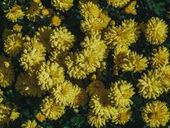 기계천사와 나비