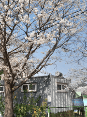 세븐틴의 99년생 홍일점