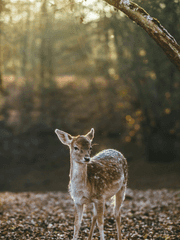 올웨이즈 스네이프 썰 모음