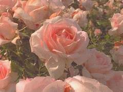 결국 전하지 못한 말.