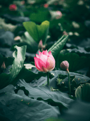 [망기무선] Re: 거자필반(去者必返)