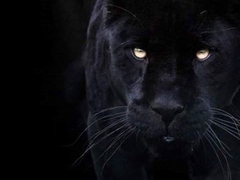 흑재규어 15. 완