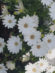 [원피스]내가?? 파울리!?