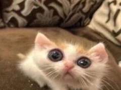 VRC Avatar Commissions