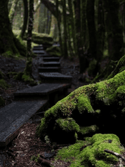 [자작쿠키 스토리] 붉은 여우와 카멜레온