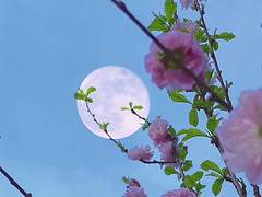 인간의 꽃말은 변심