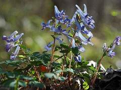 홍루 BL드림썰 짧은 후일담.