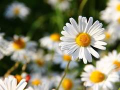 데이지의 꽃말은...