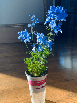 소중한 것들의 일기