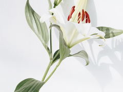 스네이프가 새로운 마법약 제작법 개발하려다 바텐더 자격증 딴 썰. 그러다가 릴리에게 욕 먹는 썰.