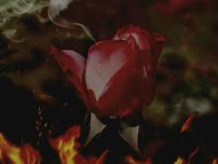 장미정원에 진 달