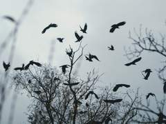 지하실의 인간들