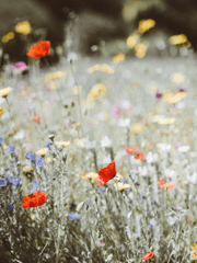 청년마음건강지원사업 상담일기