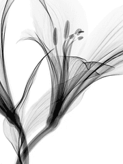 [고죠게토] 흑백합