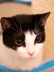 게토고죠에 대하여...