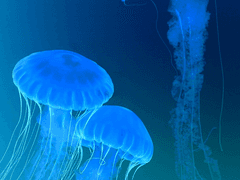 연극 <하녀들> 후기