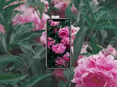 4. 흐드러지게 핀 작약꽃 배경화면