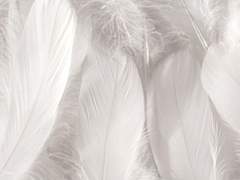 오로지 천사만이 날개를 가진다