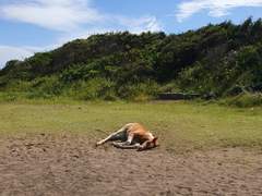 열여덟 살 명헌은 예지몽을 꾼다 下 (完)