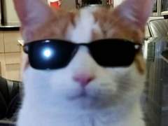 아카 무컨펌 오마카세 커미션