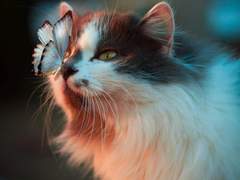 [스나쿠도] 고양이