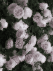 너는 나의 다섯 번째 계절