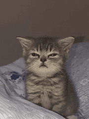 아가 브랫의 브드슴 썰