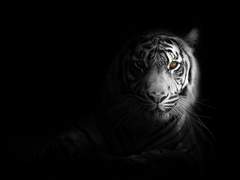 손톱이랑 송곳니랑 어금니 전부 뽑아버릴게요.