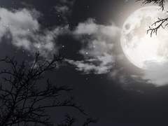 서월 | 청초국 | XX | 32