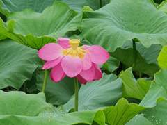 감미로우면서도 단순한 일을 하라!