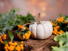 호박 서리꾼 上