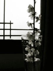 白話店-삶을 굳혀낸 글을 한모 팝니다.