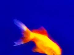 [젊토니피터] 너는 전혀 스윙하고 있지않아 5