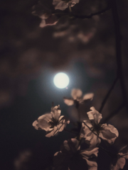 화월花月 : 꽃이 피는 달