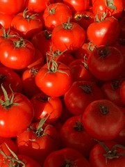 잘 익은 토마토