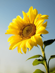 나의 유일무이한 동반자.