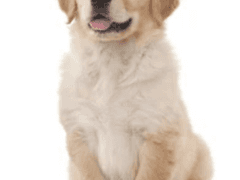 리트리버 키우기 02