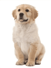 리트리버 키우기