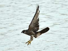 영웅이 된다는 것은 5