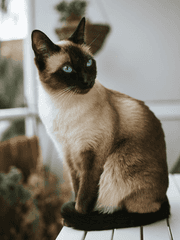 고양이 수인 임창균