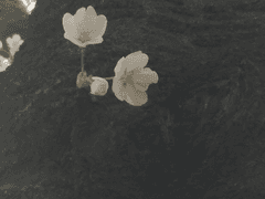 [화산귀환] 노목(老木)의 암향(暗香)