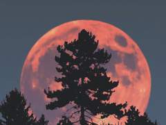 [종상] 달이 떴다고 연락을 주시다니요 0.5