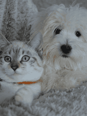 이누키타x냥에데 붐이네